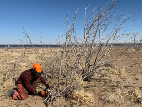 A volunteer removes invasive tamarisk at John Martin Reservoir.